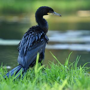 Olivaceous Cormorant (Phalacrocorax brasilianus)
