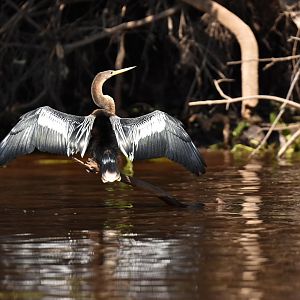 Anhinga (Anhinga anhinga)