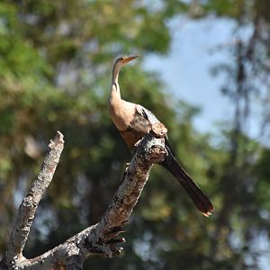 Anhinga (Anhinga anhinga)