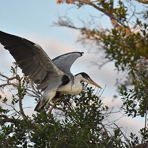 Cocoi Heron (Ardea cocoi)