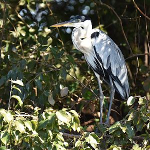 Cocoi Heron (Ardea cocoi)