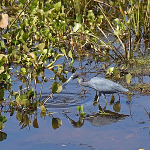 Little Blue Heron (Egretta caerulea)