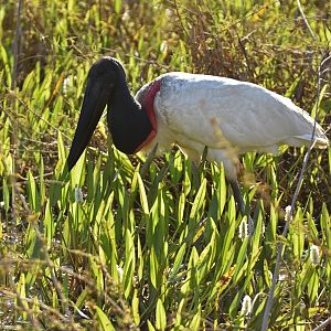 Jabiru (Jabiru mycteria)