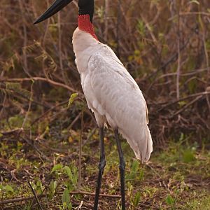 Jabiru (Jabiru mycteria)