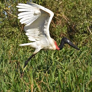 Jabiru (Jabiru mycteria)