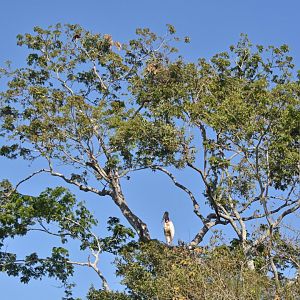 Jabiru (Jabiru mycteria)