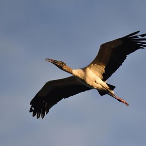 Wood Stork (Mycteria americana)
