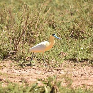 Capped Heron (Pilherodius pileatus)