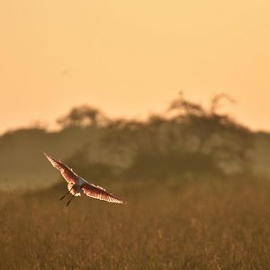 Roseate Spoonbill (Platalea ajaja)
