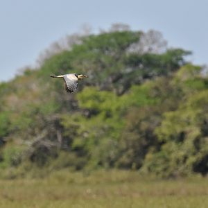 Whistling Heron (Syrigma sibilatrix)