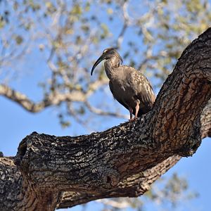 Plumbeous Ibis (Theristicus caerulescens)