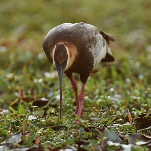 Buff-necked Ibis (Theristicus caudatus)