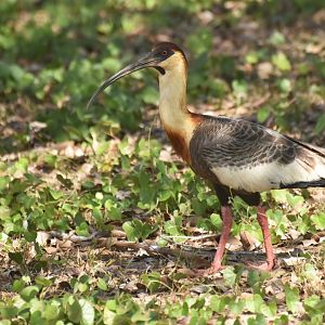 Buff-necked Ibis (Theristicus caudatus)