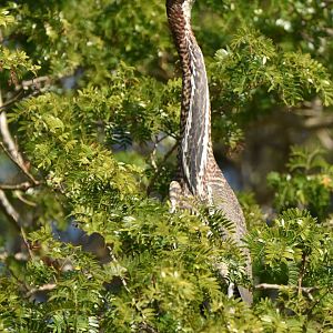 Rufescent Tiger Heron (Tigrisoma lineatum)