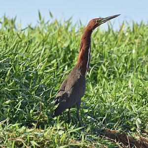 Rufescent Tiger Heron (Tigrisoma lineatum)