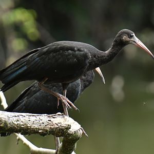 Bare-faced Ibis (Phimosus infuscatus)