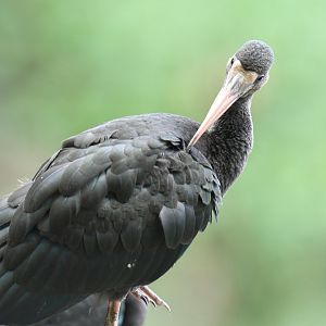 Bare-faced Ibis (Phimosus infuscatus)