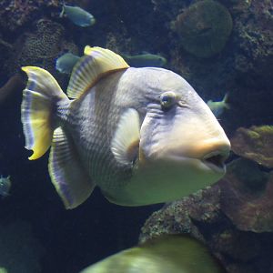 Yellowmargin Triggerfish at Shedd Aquarium