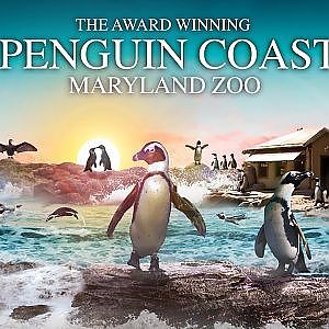 The Penguin Coast | Zoo Tours