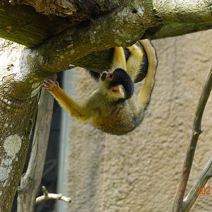 Bolivian Squirrel Monkey (Saimiri boliviensis boliviensis)