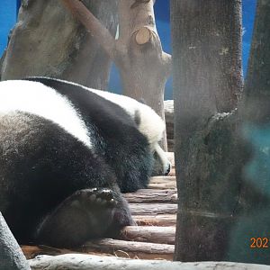Giant Panda (Ailuropoda melanoleuca)