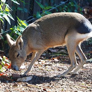 Patagonian mara (Dolichotis patagonum), 2020-06-20