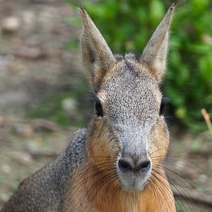 Patagonian mara (Dolichotis patagonum), 2020-06-20