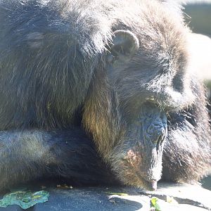 Eastern chimpanzee (Pan troglodytes schweinfurthii), 2020-06-20