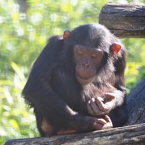 Juvenile Eastern chimpanzee (Pan troglodytes schweinfurthii), 2020-06-20