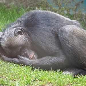 Eastern chimpanzee (Pan troglodytes schweinfurthii), 2020-06-20