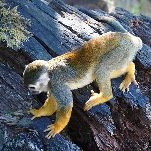 Common squirrel monkey (Saimiri sciureus), 2020-06-20