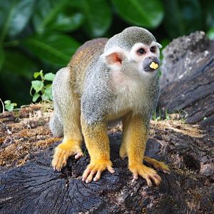 Common squirrel monkey (Saimiri sciureus), 2020-06-20
