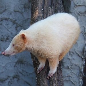 Albino Ring-tailed coati (Nasua nasua), 2020-06-20
