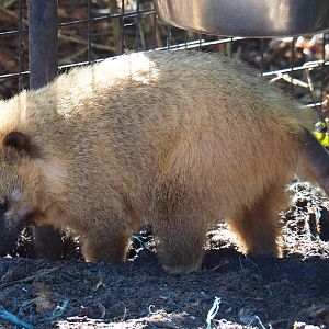 Ring-tailed coati (Nasua nasua), 2020-06-20