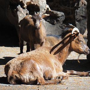 West African pygmy goats (Capra aegagrus hircus), 2020-06-20