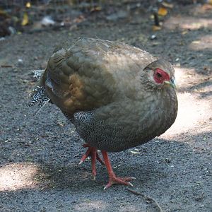 Female Jones' silver pheasant (Lophura nycthemera jonesi), 2020-06-20