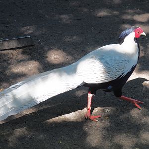 Male Jones' silver pheasant (Lophura nycthemera jonesi), 2020-06-20