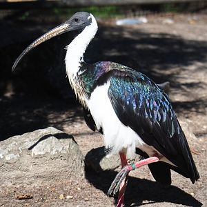 Straw-necked ibis (Threskiornis spinicollis), 2020-06-20