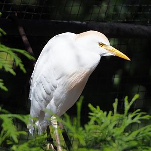 Western cattle egret (Bubulcus ibis ibis), 2020-06-20