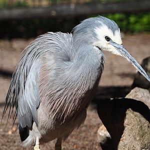 White-faced Heron (Egretta novaehollandiae), 2020-06-20