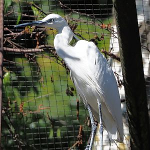 Little egret (Egretta garzetta garzetta), 2020-06-20
