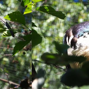Straw-necked ibis (Threskiornis spinicollis), 2020-06-20