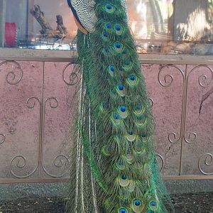 Free-ranging Blue peafowl (Pavo cristatus) sitting on a fence next to the nursery, 2020-06-20