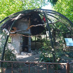 Green-winged macaw aviary, 2020-06-20