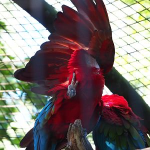 Preening Green-winged macaw (Ara chloropterus), 2020-06-20
