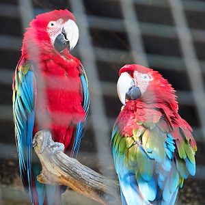 Green-winged macaws (Ara chloropterus), 2020-06-20