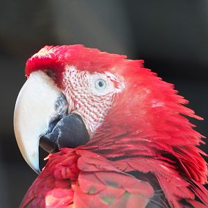 Green-winged macaw (Ara chloropterus), 2020-06-20