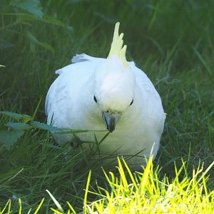 Eleonora sulphur-crested cockatoo (Cacatua galerita eleonora), 2020-06-20