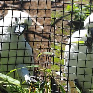 Eleonora sulphur-crested cockatoo (Cacatua galerita eleonora), 2020-06-20