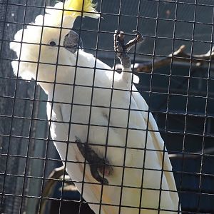 Eleonora sulphur-crested cockatoo (Cacatua galerita eleonora), 2020-06-20